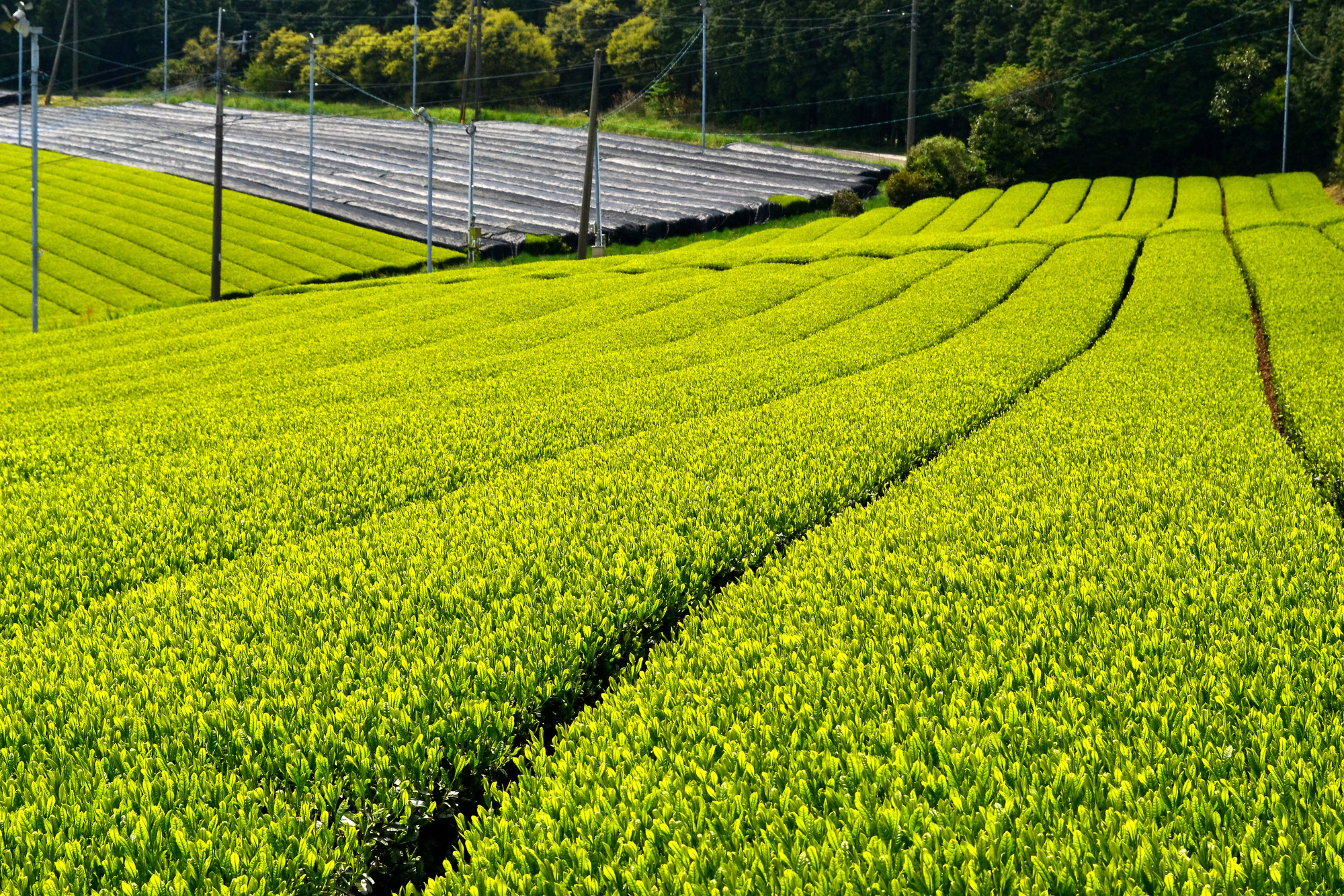 宇治茶