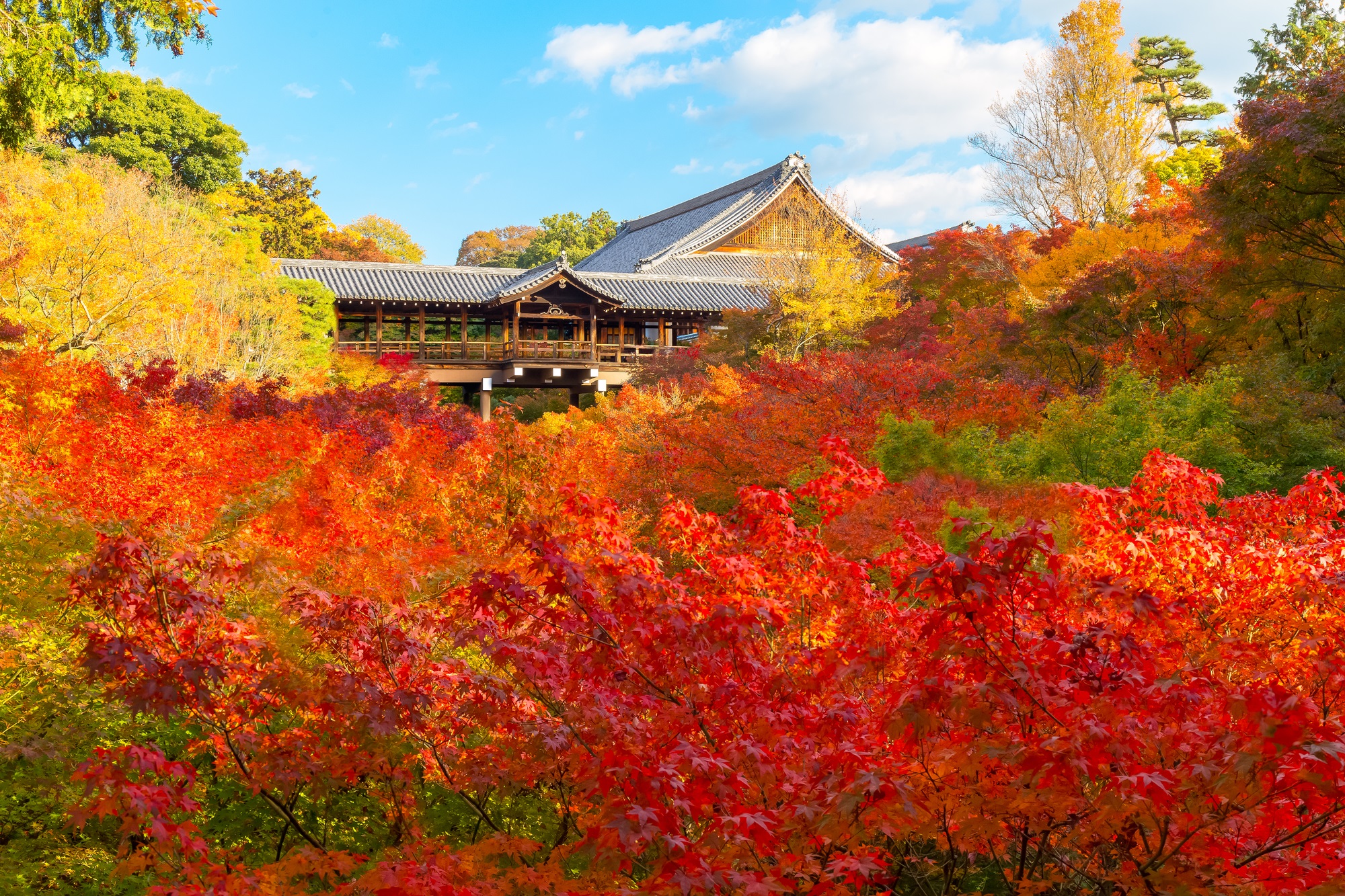 東福寺　紅葉