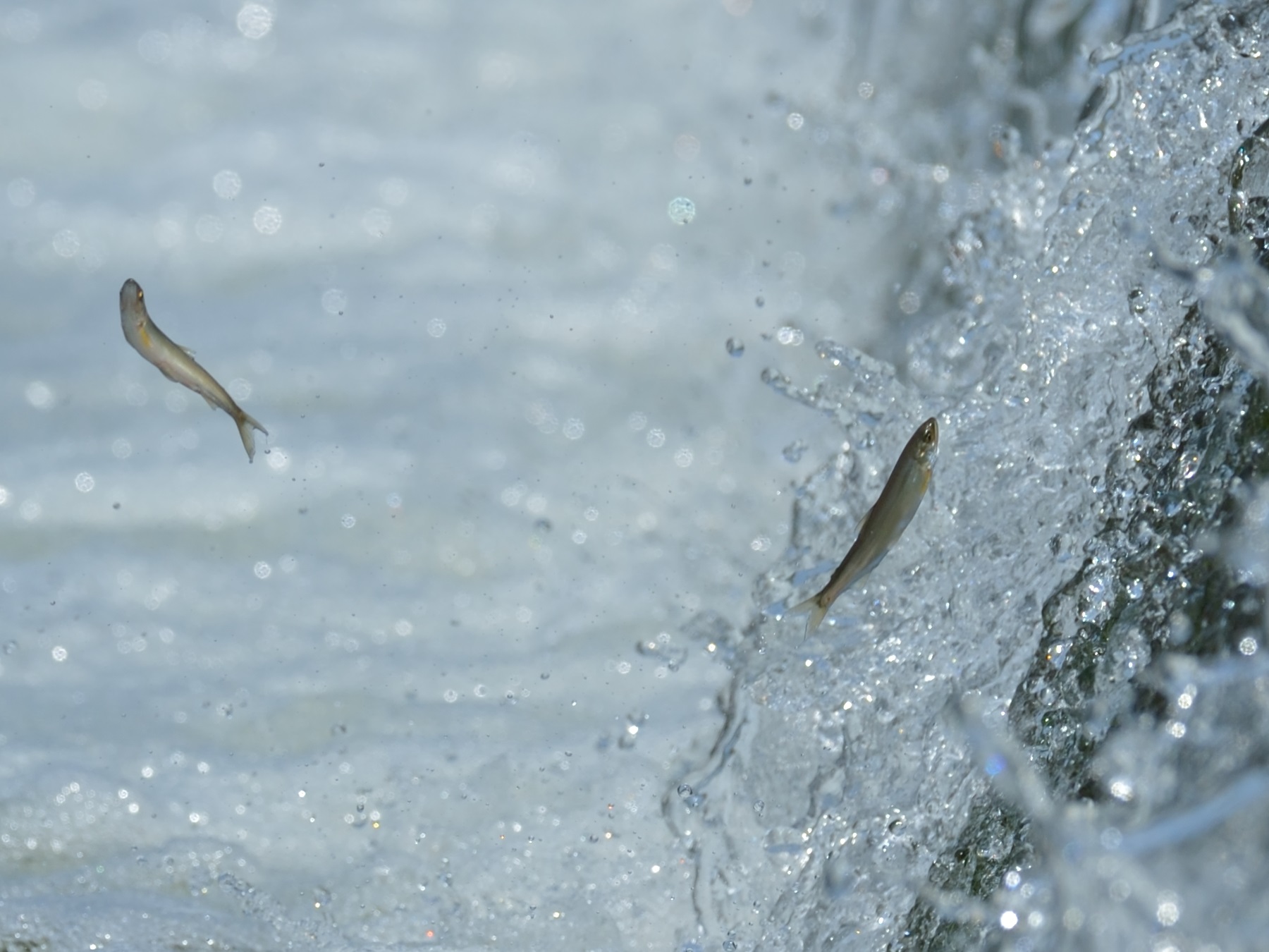 氷魚