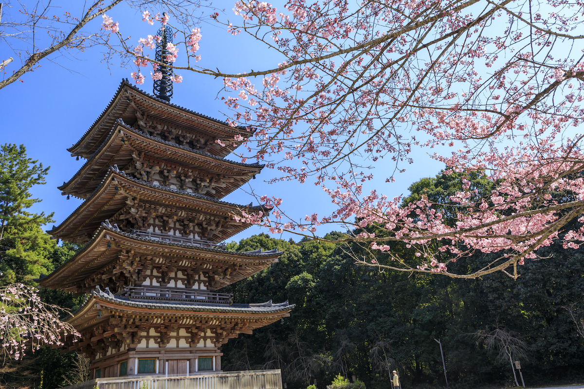 醍醐の桜の見どころ