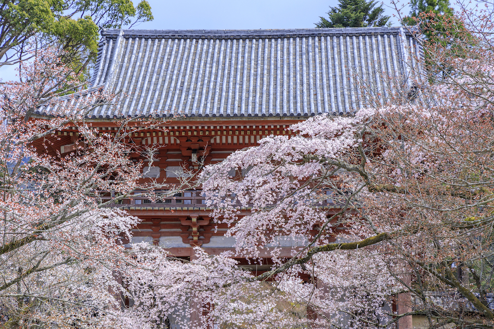 醍醐の桜について