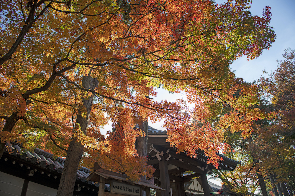 東福寺の紅葉