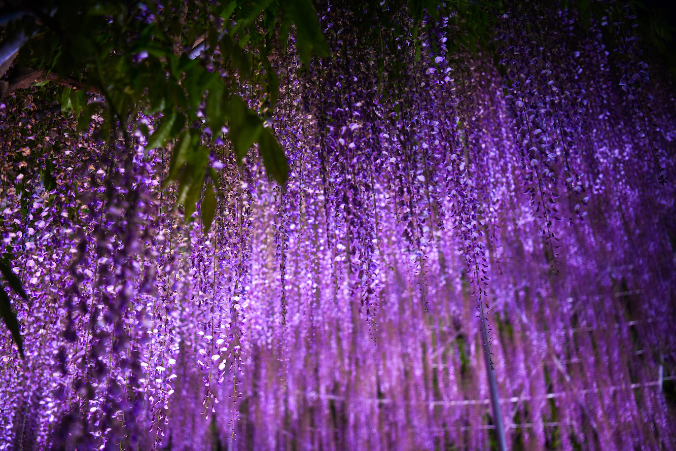 平等院の藤