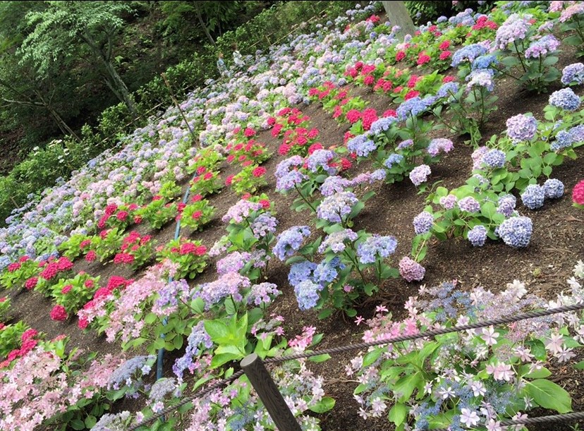 瓢斗,宇治,三室戸寺,紫陽花