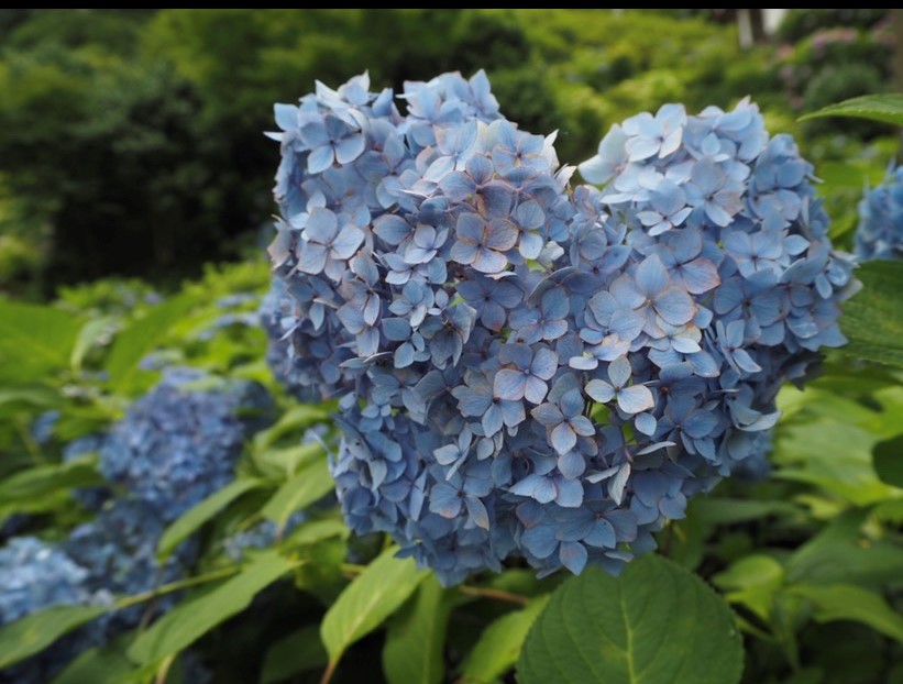 瓢斗,紫陽花,京都,三室戸寺