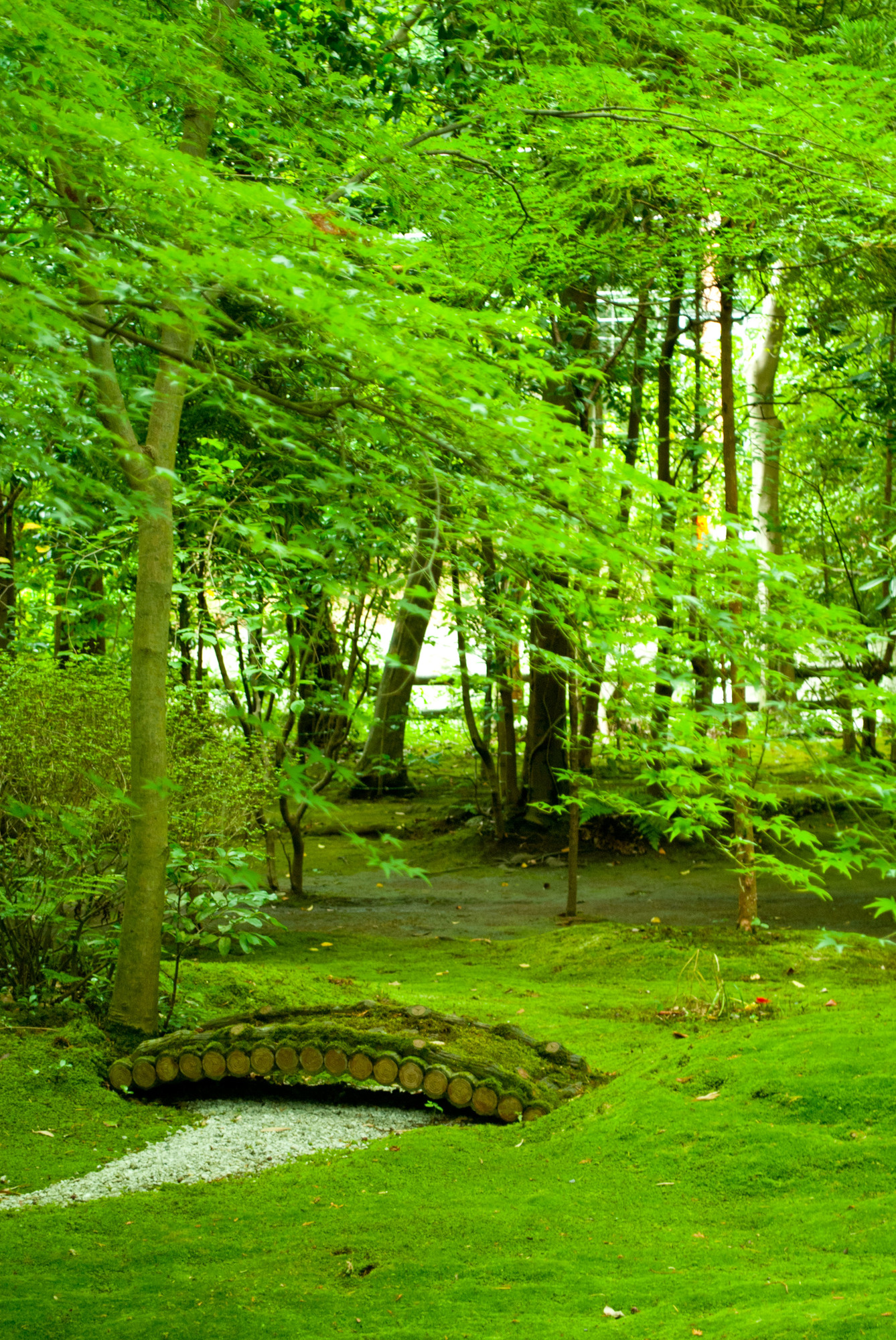 野宮神社の竹林