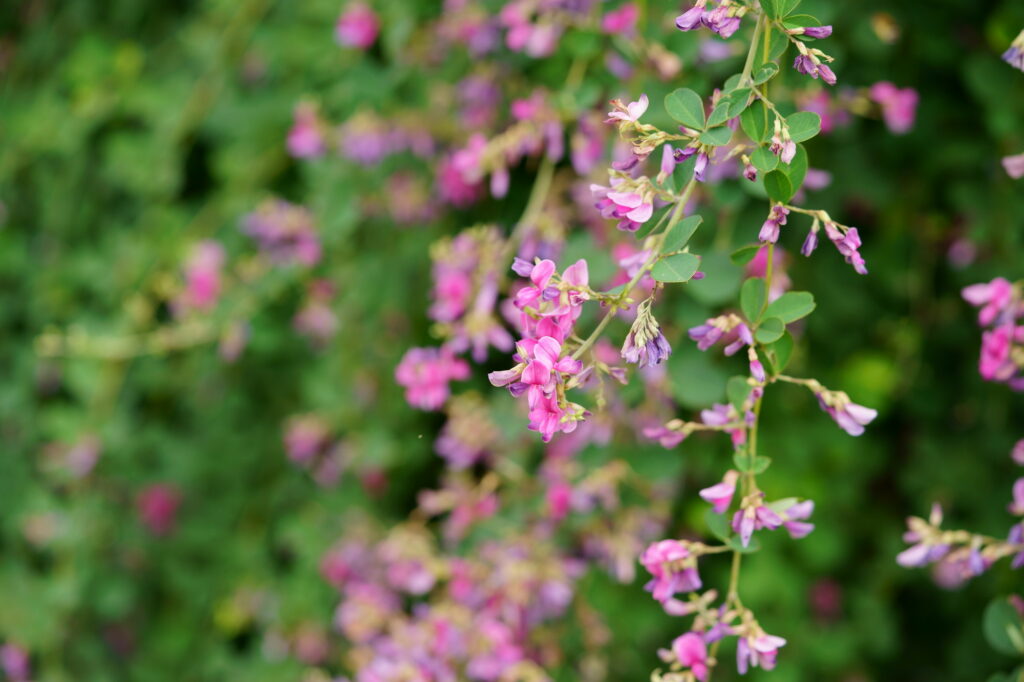 萩の花